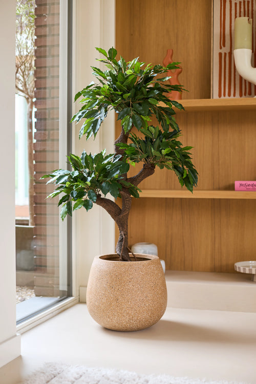 Una planta artificial Ficus Crazy de 120 cm con exuberantes hojas verdes se coloca en el interior cerca de una ventana, junto a estantes de madera con objetos decorativos y coloridas macetas decorativas. En medio de este arreglo, esta planta de color único le da al ambiente acogedor un toque extra de encanto.