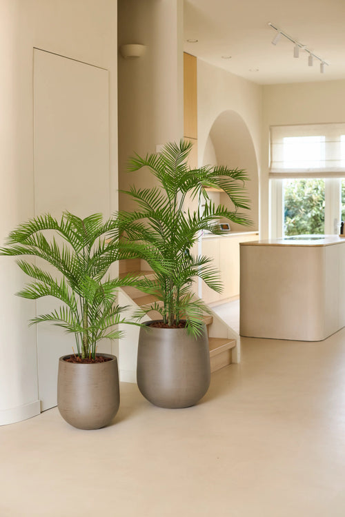 Dos palmeras en macetas, incluida la sorprendente planta artificial Phoenix de 160 cm en modernas macetas grises, se ubican sobre un piso claro en un interior beige minimalista con luz natural que entra a través de una gran ventana, perfecta para agregar un toque de plantas tropicales a un interior lujoso.