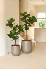 Twee Kunstplant Ficus Tabaksplant Deluxe van 125 cm in grote beige potten staan binnen bij de trap en geven de ruimte een gezellige kamerplantensfeer. Natuurlijk licht vult de ruimte, waardoor de brede, glanzend groene bladeren van de planten extra goed tot hun recht komen en het minimalistische, moderne interieur wordt aangevuld met een Afrikaanse sfeer.