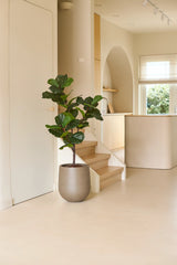 Een Kunstplant Ficus Tabaksplant Deluxe van 125 cm in een grijze pot staat op de vloer naast een trapje van licht hout in een moderne, minimalistische woonruimte met neutrale tinten en natuurlijk raamlicht, en zorgt als opvallend middelpunt van de kamerplantencollectie voor een subtiele Afrikaanse sfeer.