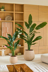 Dos plantas verdes en maceta con hojas largas y brillantes, incluida una planta artificial Strelitzia Nicolai Deluxe que mide 210 cm, están colocadas en maceteros beige en una moderna sala de estar con estantes y armarios de madera al fondo, creando la apariencia exuberante de una planta tropical artificial.