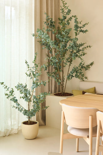 Dos plantas artificiales de eucalipto de 150 cm, colocadas junto a cortinas transparentes y paredes beige, combinadas con una mesa de comedor y sillas de madera clara en un interior minimalista y moderno.