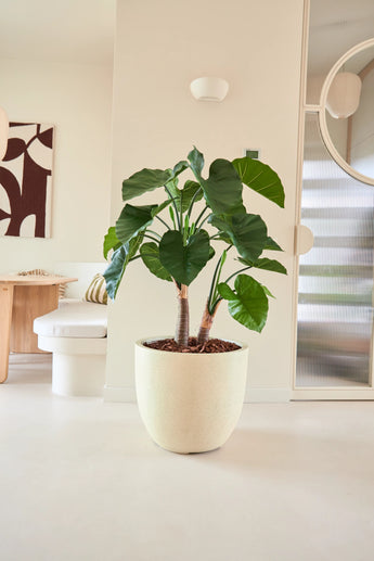 De Kunstplant Alocasia van 120 cm, met zijn grote, weelderige bladeren en dikke stengels, staat in een lichte, moderne kamer met een minimalistische inrichting, een ronde spiegel en abstracte wandkunst op de achtergrond.