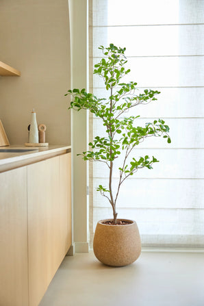 Una planta artificial del tipo Terminalia Catappa de 150 cm con hojas de un verde intenso se alza en el suelo junto a una encimera de madera clara y un gran ventanal con cortinas blancas traslúcidas.