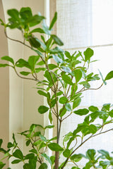 Una planta artificial Terminalia Catappa de 150 cm, con su forma alta y verde y sus hojas anchas, se encuentra cerca de una ventana luminosa con cortinas translúcidas, que permiten la entrada de luz natural en la habitación.