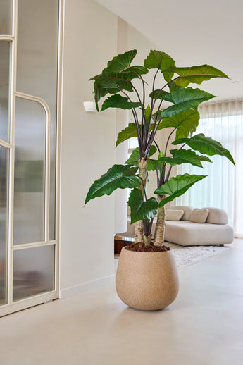 De Kunstplant Alocasia van 240 cm, met zijn brede groene bladeren, staat prominent in een lichte, moderne woonkamer met een lichtgekleurde bank, doorschijnende gordijnen en een minimalistische inrichting.