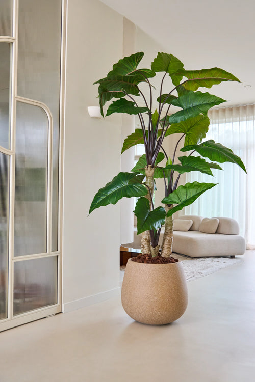 La planta Alocasia artificial de 240 cm, con sus anchas hojas verdes, ocupa un lugar destacado en un salón moderno y luminoso con un sofá de colores claros, cortinas translúcidas y una decoración minimalista.