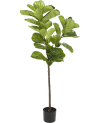 Ficus Planta de Tabaco Deluxe 155 cm