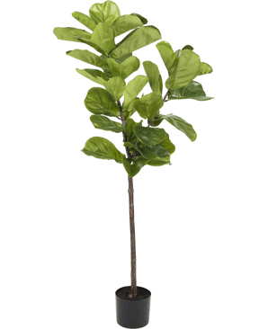 Ficus Planta de Tabaco Deluxe 155 cm