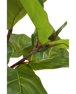 Ficus Planta de Tabaco Deluxe 180 cm