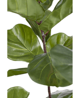 Ficus Planta de Tabaco Deluxe 180 cm