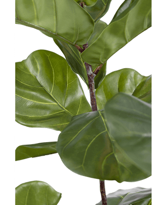 Ficus Planta de Tabaco Deluxe 180 cm