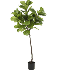 Ficus Planta de Tabaco Deluxe 180 cm