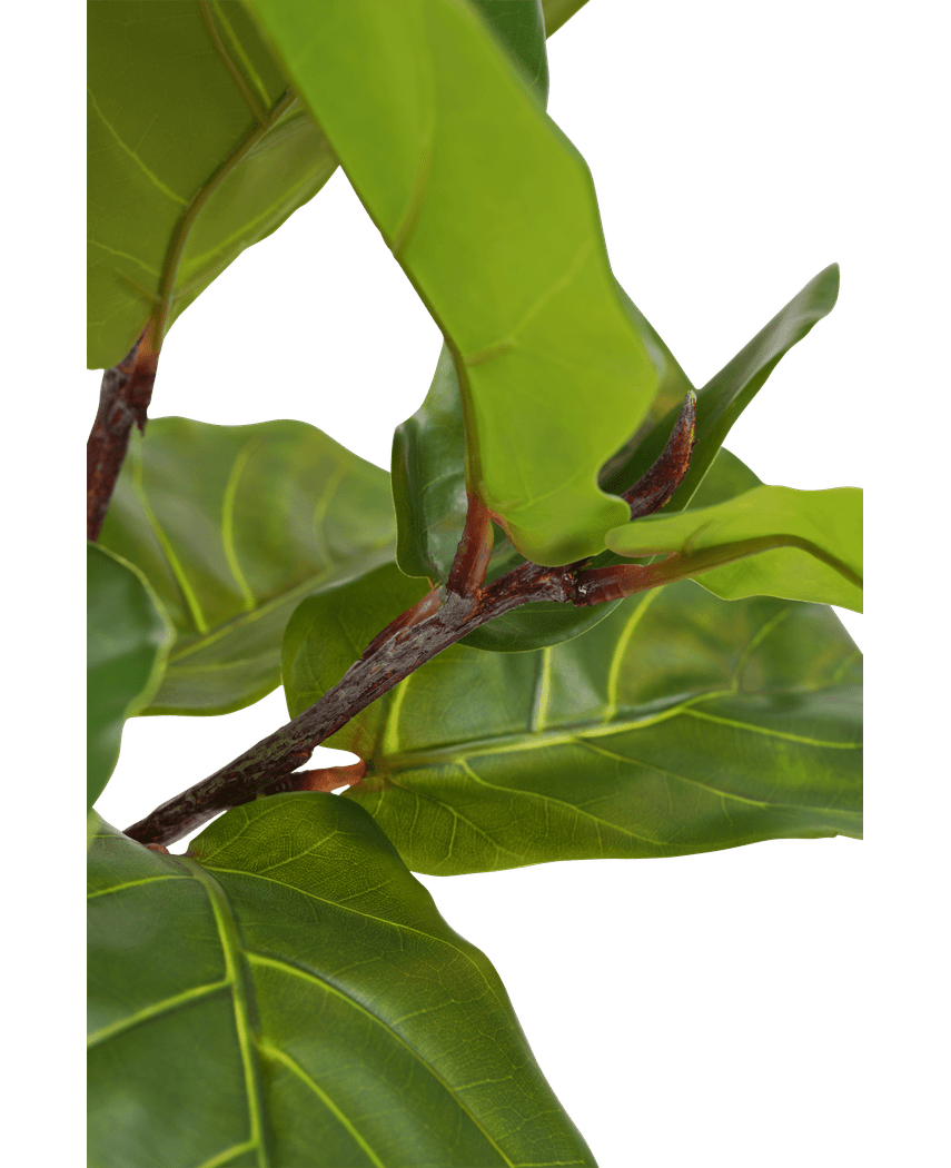 Ficus Tabaco Planta Deluxe 90 cm