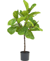 Ficus Tabaco Planta Deluxe 90 cm