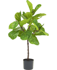 Ficus Tabaco Planta Deluxe 90 cm