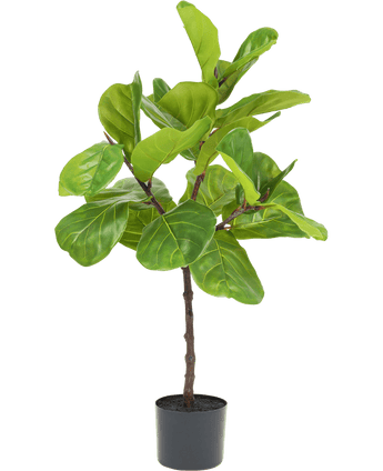 Ficus Tabaco Planta Deluxe 90 cm