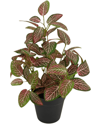 Fittonia Artificial Roja en Maceta 35cm