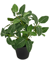 Fittonia Artificial Verde-Blanca en Maceta 35cm