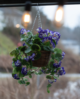 La Begonia Artificial Morada en Cesta UV 70cm es una cesta colgante con Begonias artificiales de color violeta vibrante con hojas verdes, perfecta para exteriores. El arreglo agrega color y encanto bajo bombillas de luz cálida.