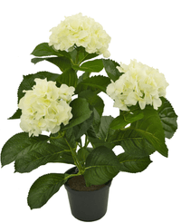 Hortensia Sintética Blanca 35 cm