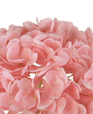 Hortensia artificial "Annabelle" Real Touch Rosa 55cm