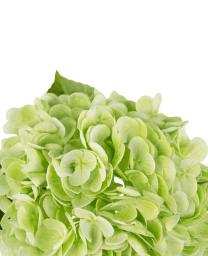 Hortensia artificial "Annabelle" Real Touch Verde 55cm