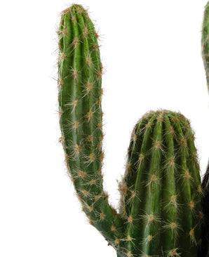 Een close-up van de Kunst Cactus 62 cm, met meerdere rechtopstaande groene armen met scherpe witte stekels, tegen een effen witte achtergrond.