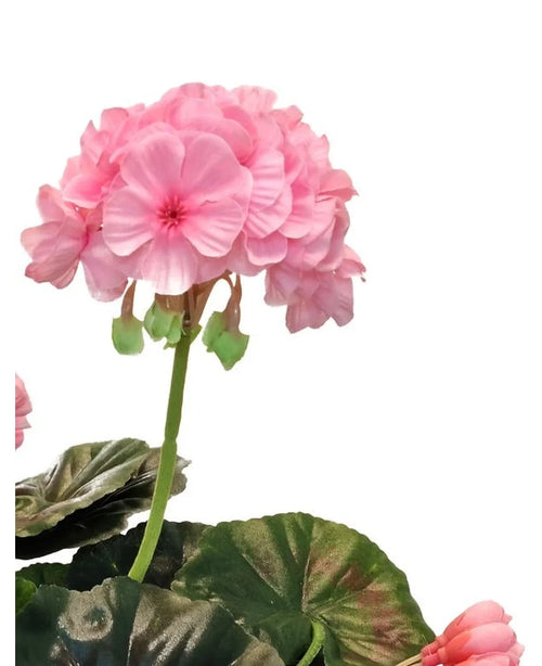 Un primer plano del Geranio Artificial de 40 cm rosa, con racimos de flores rosas realistas y hojas verdes sobre un fondo blanco, que enfatiza la belleza realista de esta planta artificial.
