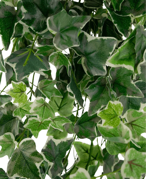Primer plano de hiedra artificial 70 cm verde/blanco: hojas de hiedra abigarradas en verde y blanco con bordes dentados y nervaduras visibles, densamente empaquetadas de modo que el fondo queda en gran parte oculto por el exuberante follaje.
