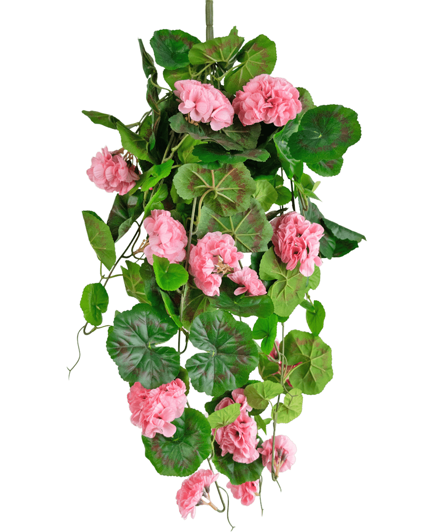 La Planta colgante artificial Geranio 75 cm rosa tiene hojas verdes artificiales y flores de geranio rosa que caen, perfectas como decoración colgante sobre un fondo blanco.