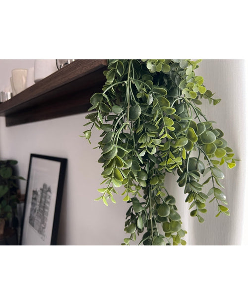 Un primer plano de la planta colgante Art Pancake de 61 cm con zarcillos de hojas verdes colgando de una tabla de madera oscura, enmarcada por un dibujo arquitectónico en blanco y negro contra una pared blanca al fondo.