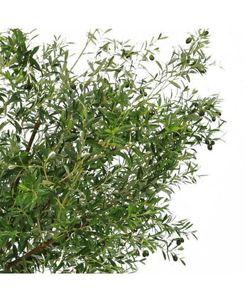 De Kunst olijfboom 270 cm met olijven heeft smalle groene bladeren en donkere olijven, waardoor het de perfecte kunstplant is om een elegante olijfboom binnen look in je ruimte te brengen.