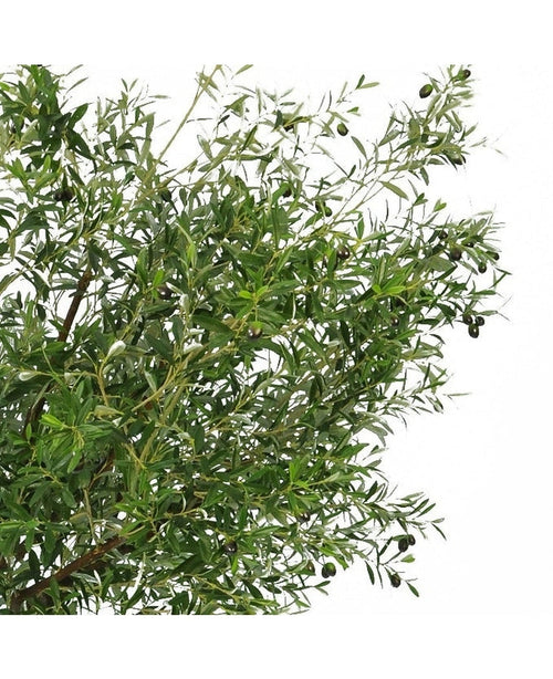 El Olivo artificial de 270 cm con olivos tiene hojas estrechas de color verde y olivos oscuros, lo que lo convierte en la planta artificial perfecta para aportar un elegante aspecto de olivo interior a su espacio.