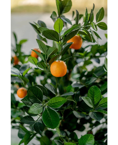 Un primer plano del Naranjo Artificial de 120 cm muestra frutos de color naranja vibrante entre hojas verdes brillantes, con un fondo borroso que enfatiza la apariencia realista y vibrante del árbol artificial.