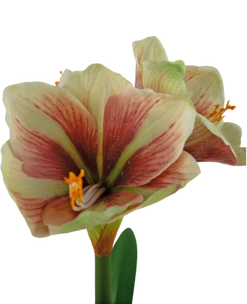 Un primer plano de la flor artificial Amaryllis Real Touch rojo/amarillo de 48 cm muestra los vibrantes pétalos rojos y amarillos, la textura realista y las hojas verdes sobre un fondo blanco.