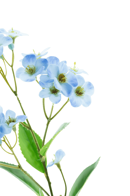 Un primer plano de la Orquídea Flor Artificial Real Touch Blue 50 cm, con delicadas orquídeas de color azul claro con un corazón de color amarillo verdoso y hojas verdes sobre un fondo liso blanco.