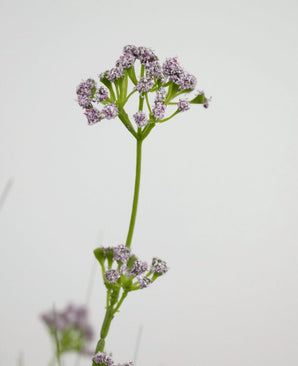 La maceta de hierba artificial con flor de puerro y cebolla de 100 cm retardante de fuego tiene un único tallo verde con racimos de pequeñas y delicadas flores de color violeta claro, representadas sobre un fondo blanco liso.