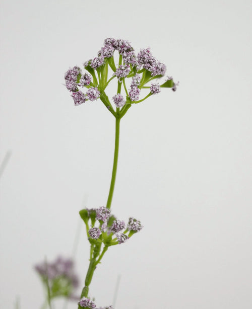La maceta de hierba artificial con flor de puerro y cebolla de 100 cm retardante de fuego tiene un único tallo verde con racimos de pequeñas y delicadas flores de color violeta claro, representadas sobre un fondo blanco liso.