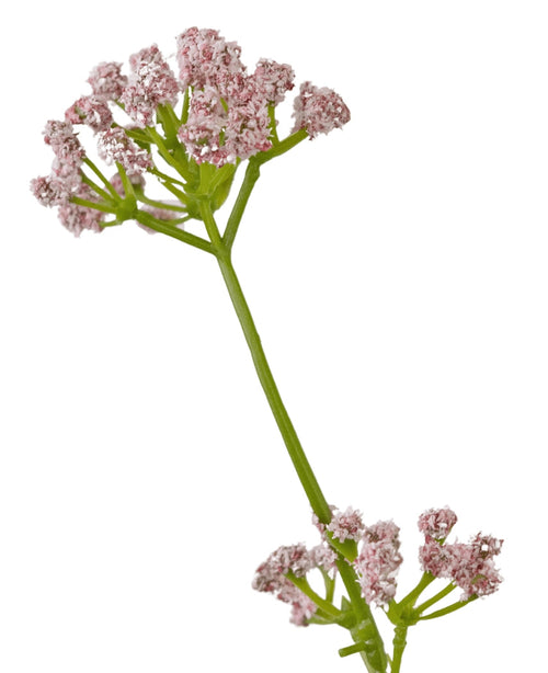 La maceta de césped artificial con flor de puerro y cebolla de 120 cm retardante de fuego tiene un único tallo verde con racimos de pequeñas y delicadas flores rosadas sobre un fondo blanco.