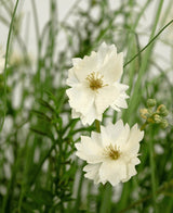 La maceta de césped artificial ignífugo Gesang Flower de 90 cm tiene flores en capas blancas realistas con pequeños cogollos, entre la fina hierba verde y el follaje para un aspecto fresco y natural.