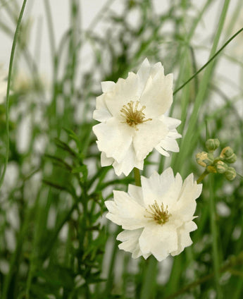 La maceta de césped artificial ignífugo Gesang Flower de 90 cm tiene flores en capas blancas realistas con pequeños cogollos, entre la fina hierba verde y el follaje para un aspecto fresco y natural.