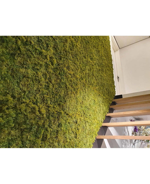 Un interior lujoso con una pared verde vertical de Kunsthaag Nordic Moss 50x50 cm UV, exuberante junto a una moderna trampa de madera. La imagen en ángulo resalta el rico texto del musgo y parte de una puerta de arriba.