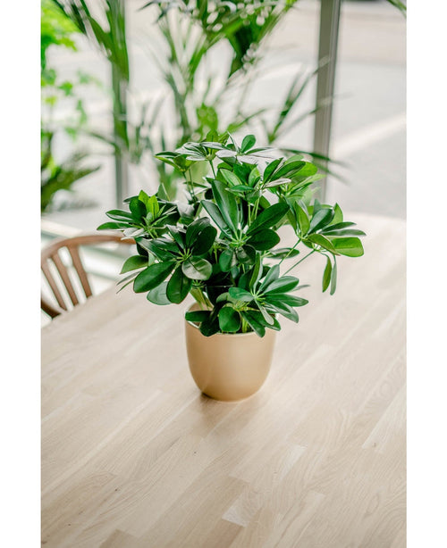 La Planta Artificial Baby Schefflera UV 45 cm, con sus anchas hojas verdes, se encuentra en una maceta sobre una mesa de madera clara en el interior, bañada por la luz natural de los grandes ventanales y rodeada de otras plantas exuberantes.