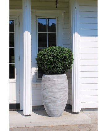 El Boj Artificial sobre tallo estilo romano UV 95cm, un arbusto verde alto y realista en una jardinera gris estructurada y redonda, se coloca frente a una casa de madera blanca con una ventana y una puerta de cristal.