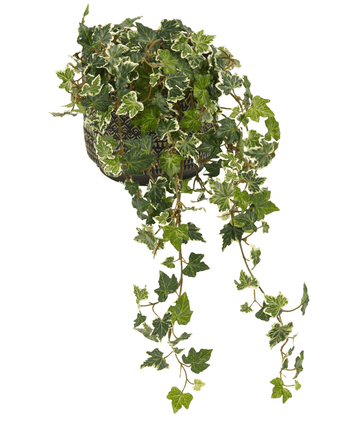 De Kunst Klimop Deluxe Groen-wit 60cm is een Engelse klimop in pot met groen en wit bonte bladeren, lange slingerende ranken en wordt geleverd in een decoratieve zwart-witte pot, gefotografeerd tegen een witte achtergrond.