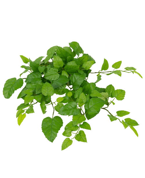 La Casa Colgante Artificial Vine Green de 70 cm tiene hojas verdes frescas y vibrantes con bordes dentados y múltiples tallos, aisladas sobre un fondo blanco.