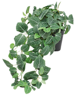 De Kunst Hangende Fittonia groen-wit in pot 70 cm UV is een hangende plant in pot met weelderig groene bladeren en opvallende witte aderen. De stengels draperen over de rand van een zwarte pot en voegen een prachtig cascade-effect toe aan je interieur.