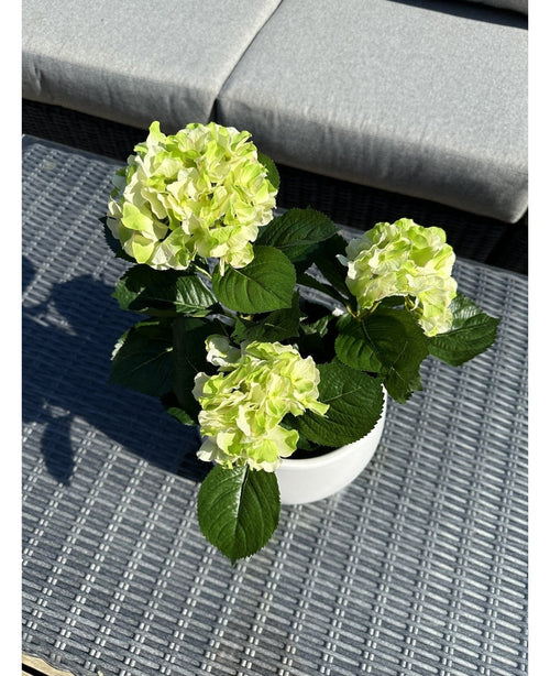 La hortensia artificial verde UV de 35 cm, con flores de color verde claro y hojas de color verde oscuro, se encuentra sobre una mesa de exterior tejida de color gris con un banco acolchado al fondo.