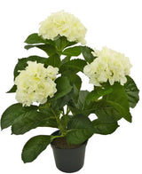 Presentamos la Planta Artificial Hortensia Blanca UV 35 cm, una planta artificial realista con tres ramos de flores de hortensias de color blanco claro y exuberantes hojas verdes, bellamente diseñadas para parecerse a flores reales, presentadas sobre un fondo blanco radiante.